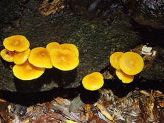 Heimiomyces velutipes