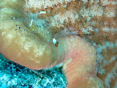 Ancylocaris brevicarpalis