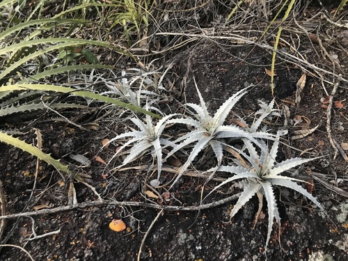 Orthophytum argenteum