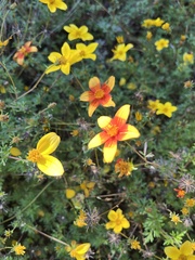Bidens aurea