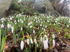 Galanthus