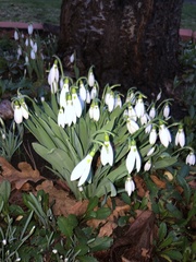 Galanthus