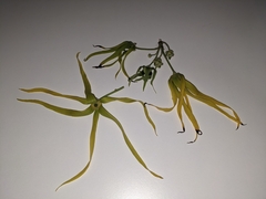 Cananga odorata
