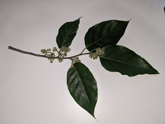 Cananga odorata