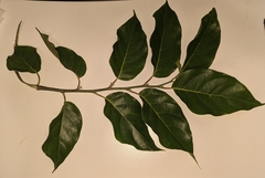 Cananga odorata