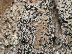 Alyxoria varia