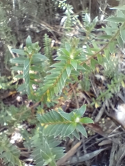 Pimelea pseudolyallii