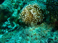 Euphyllia glabrescens