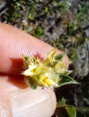 Pimelea pseudolyallii
