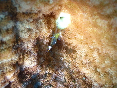 Ancylocaris brevicarpalis