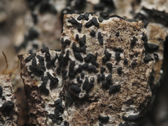 Alyxoria varia