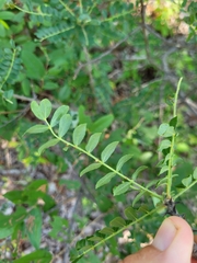 Zanthoxylum humile