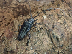 Disterna norfolkensis