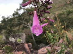 Jacaranda irwinii