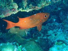 Priacanthus hamrur