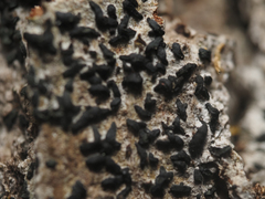 Alyxoria varia