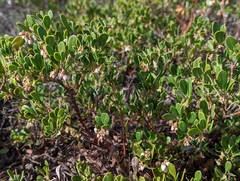 Arctostaphylos pumila