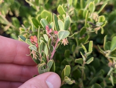 Arctostaphylos pumila