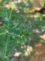 Zanthoxylum humile