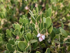 Arctostaphylos pumila