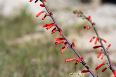 Penstemon centranthifolius