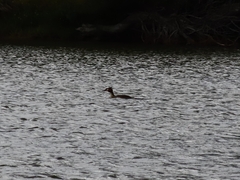 Podiceps cristatus australis