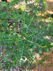 Zanthoxylum humile