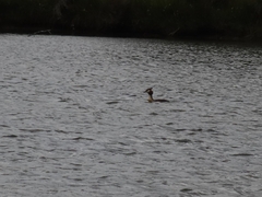 Podiceps cristatus australis
