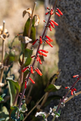 Penstemon centranthifolius