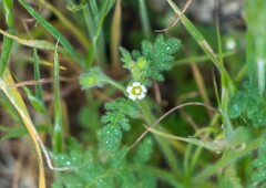 Eucrypta chrysanthemifolia bipinnatifida