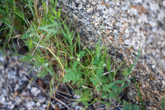 Eucrypta chrysanthemifolia bipinnatifida