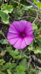 Convolvulus stachydifolius