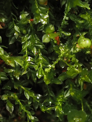 Tetraphis pellucida