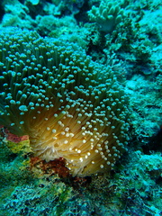 Euphyllia glabrescens
