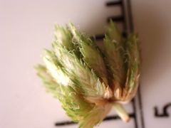 Cyperus reflexus
