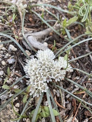 Allium simillimum