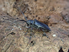 Disterna norfolkensis