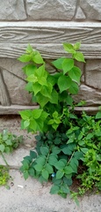 Philadelphus
