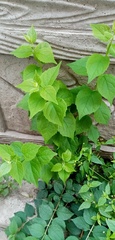 Philadelphus