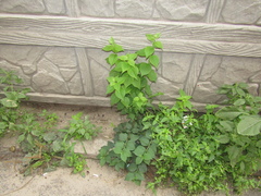 Philadelphus