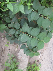 Philadelphus
