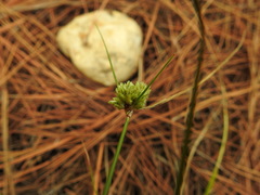 Cyperus reflexus