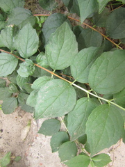 Philadelphus