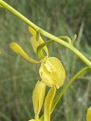 Eulophia angolensis