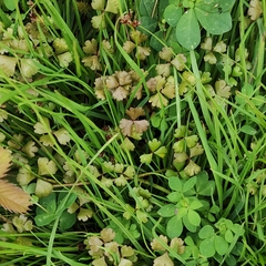 Hydrocotyle sulcata