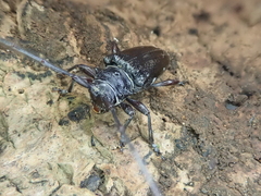 Disterna norfolkensis