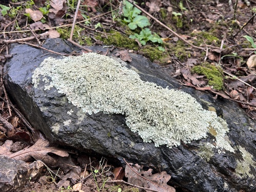 iNaturalist observation photo of Cumberland Rock Shield