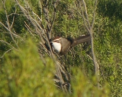 Pomatostomus ruficeps