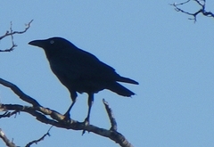 Corvus bennetti