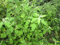 Chenopodium ucrainicum